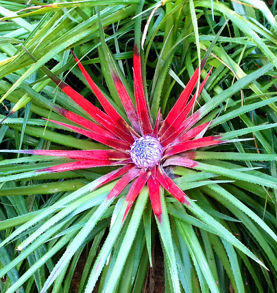 Close up of Bromelia with emerging flower