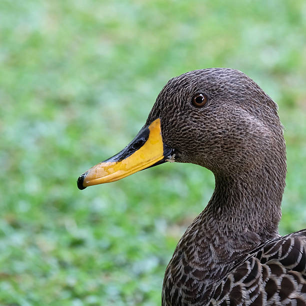 Close up of a Yellow billed duck's head and neck on an urban lawn in Briummeria near Pretoria in South Africa