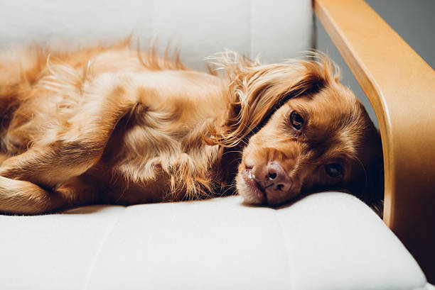 istock Spaniel mixed breed dog rests relaxed on cantilever armchair 501706020