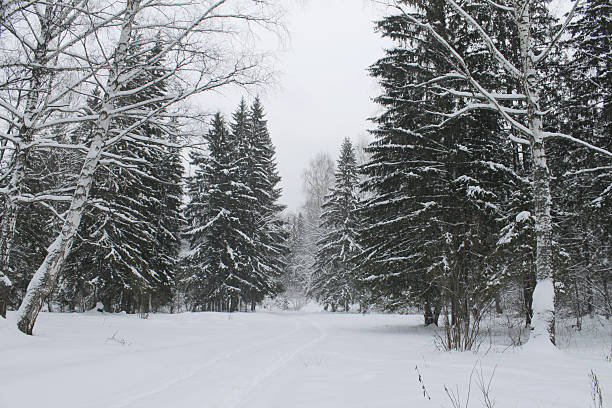 istock beautiful winter landscape. winter forest 501707682