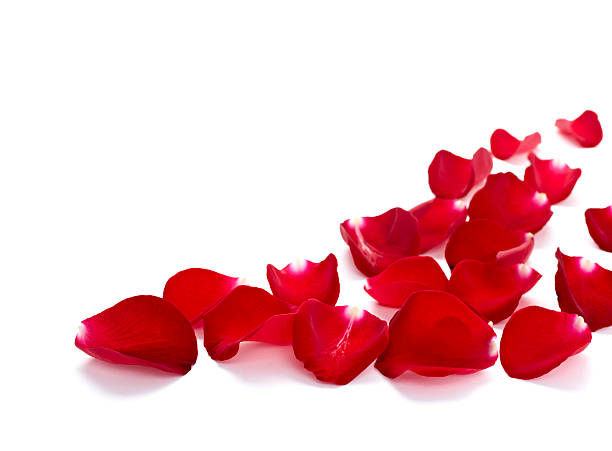 istock petals rose flower nature love 501707737