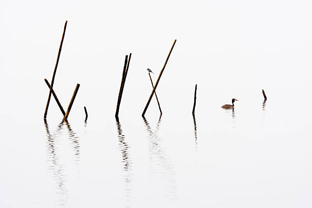 Fish trap with wagtail and great crested grebe on lake in morning fog.