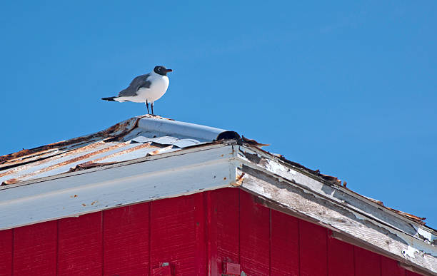istock Seagull standing on top of a house 501708239