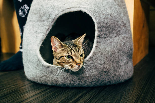istock Cat peeking out of bed 501708310