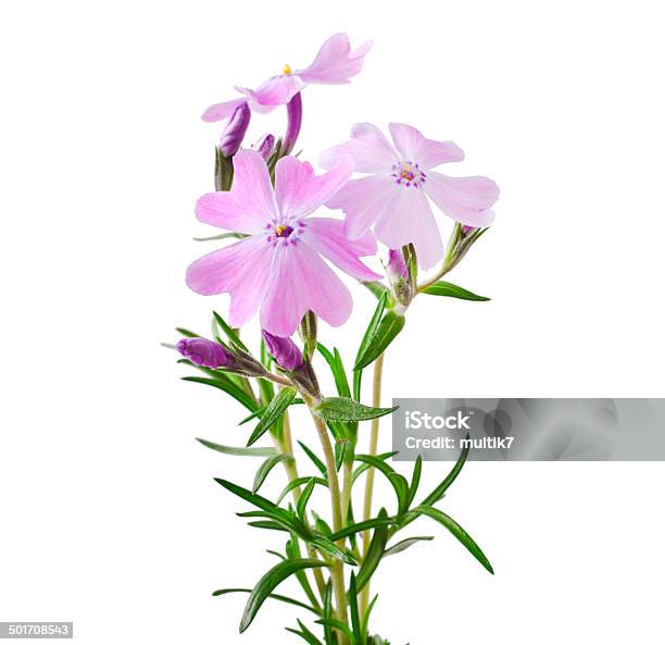 Phlox Subulata Stock Photo - Download Image Now - Cut Out, Fragility, Horizontal