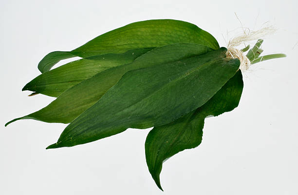 fresh wild garlic Bunch of wild garlic with string zigeunerlauch stock pictures, royalty-free photos & images