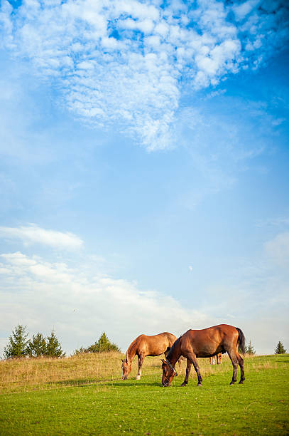 istock horse grazing in a pasture 501708738