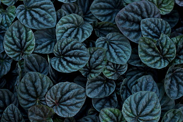 istock Unusual Beautiful Dark green black leaves texture for background 501709136
