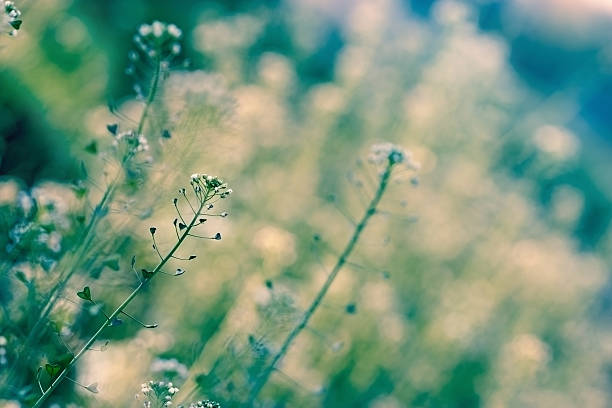 istock Little white flowers in meadow 501709145
