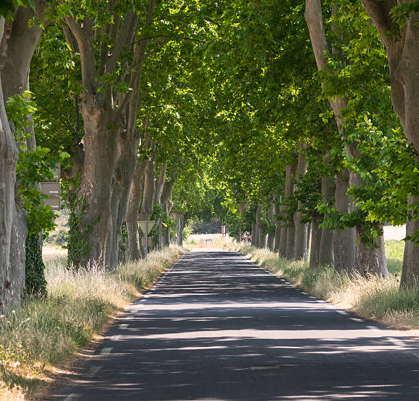 istock Road with big trees in France 501709374