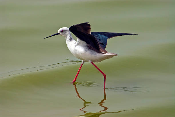istock black winged stilt, himantopus himantopus 501709845