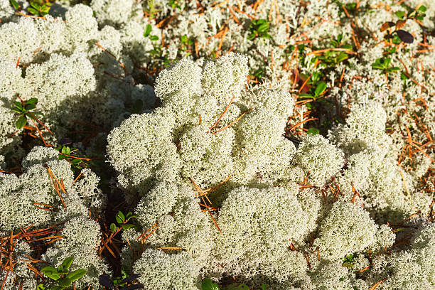 istock Cladonia Stellaris which grow on the ground 501710128