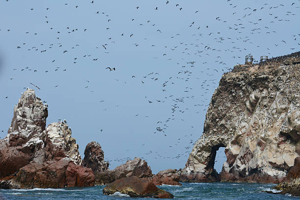 istock Ballestas Islands, Peruvian Coastline, Paracas National Park, Peru. 501710282