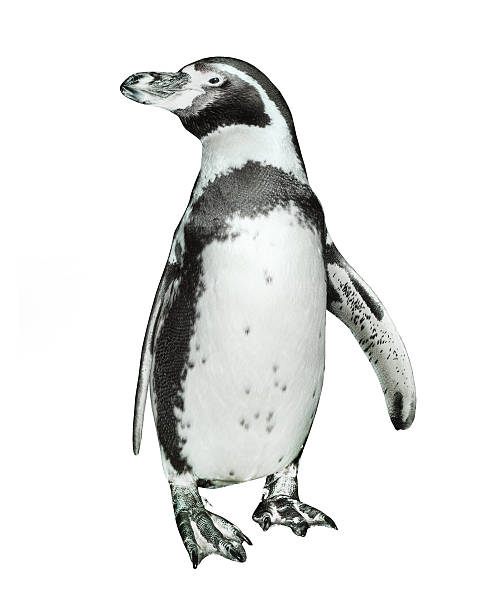 istock The Humboldt Penguin. 501710299