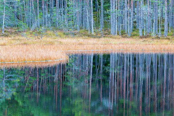 istock Grass at waters edge at the forest lake 501710368