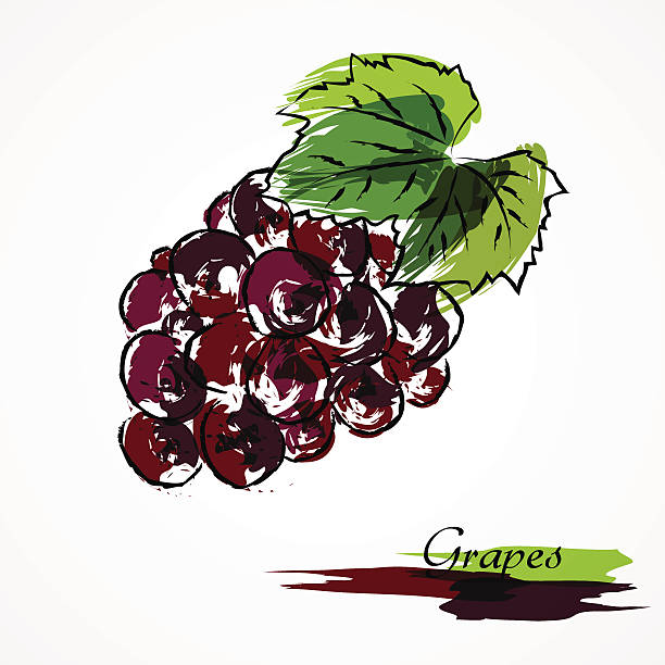 Grapes fruit purple Hand drawn vector purple grape ripe fruit on light background grape pruning stock illustrations