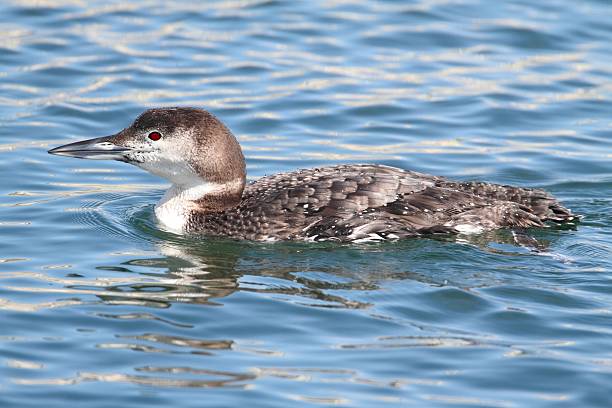 Common Loon (Gavia always) Common Loon (Gavia immer) swimming in the ocean common loon photos stock pictures, royalty-free photos & images