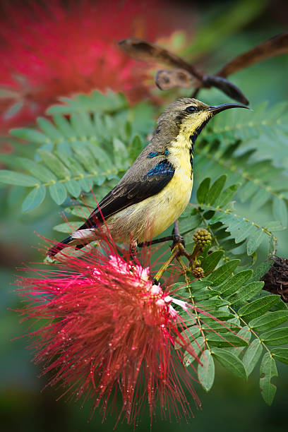 istock Purple sunbird in red powder puff tree flowers 501711849