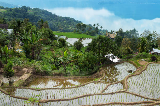 istock Terrace rice fields near Lake Maninjau (Lake Maninjau) 501712247