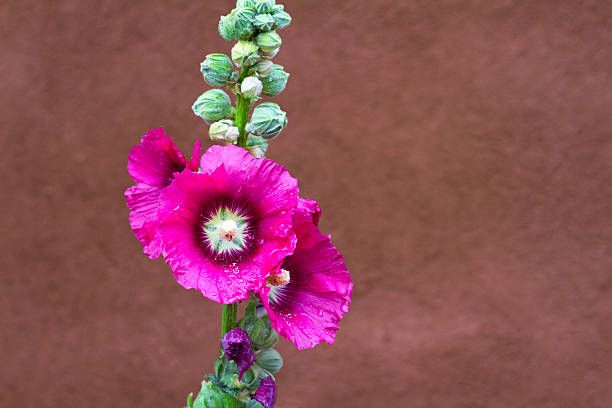 Bright pink hollyhocks covered with raindrops. Shot against an adobe building in Santa Fe, New Mexico.