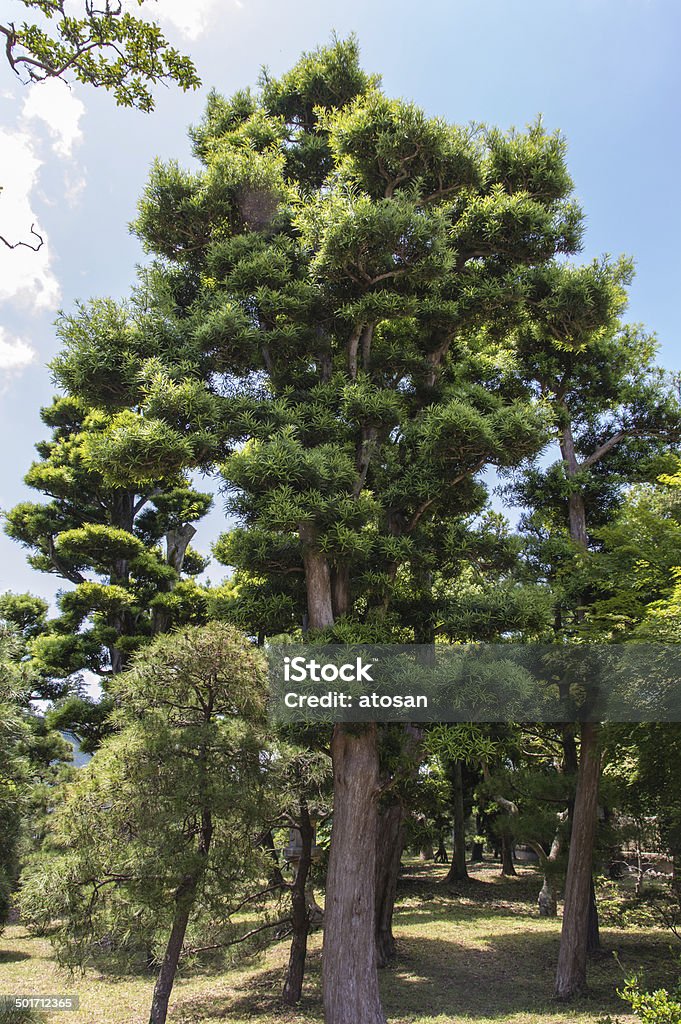 Japanese Pine Tree Japanese Pine tree in Zen Garden Asia Stock Photo