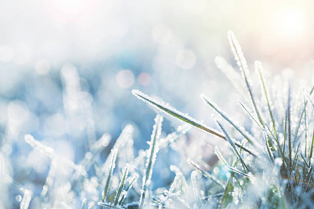 冬小麦 - winter landscape sun snow ストックフォトと画像