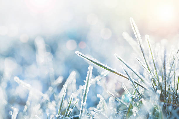 Winter Winter background, morning frost on the grass with copy space extreme close up of blades of grass stock pictures, royalty-free photos & images
