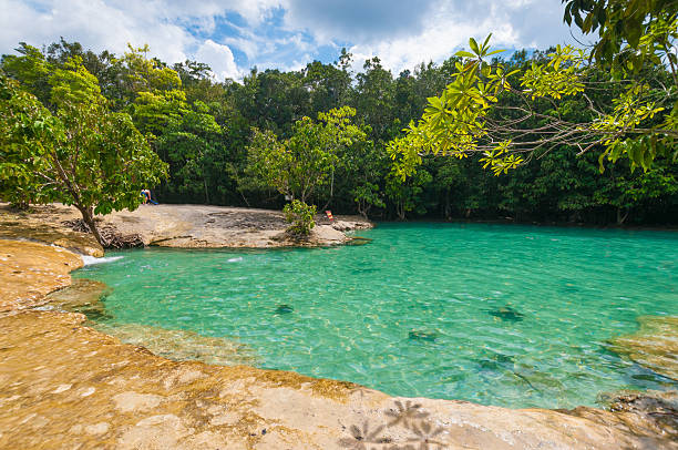 istock Mangrove forests in Krabi Thailand 501713456