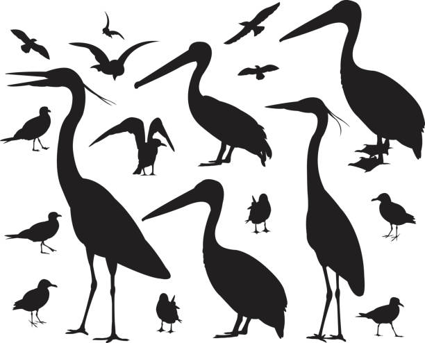 Sea Birds, Pelican, Seagulls Graphic silhouette illustrations of Sea Birds, Pelican, Seagulls. Check out my "Vectors Animals & Insects" light box for more. pelican silhouette stock illustrations