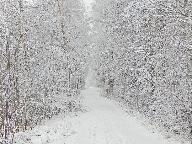 istock Winter landscape on the road in the woods 501716006