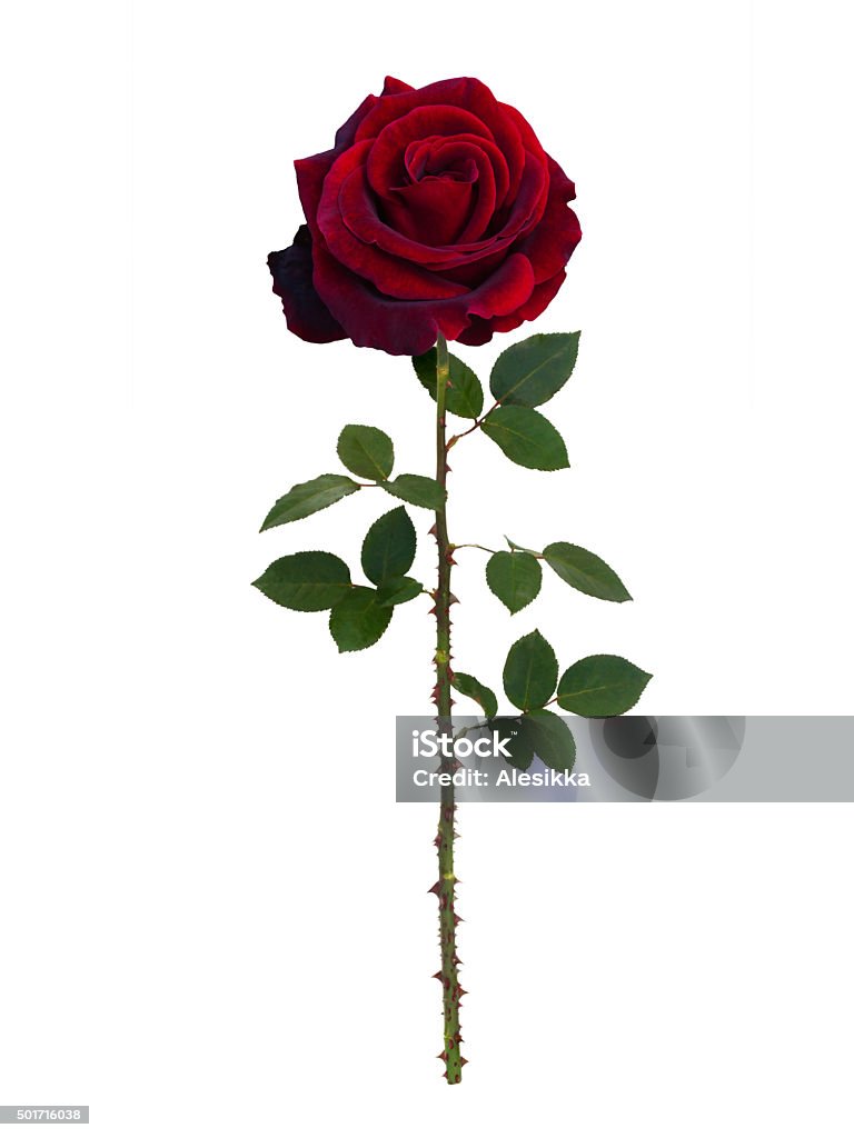 Dark red  rose Dark red rose isolated on white background Rose - Flower Stock Photo