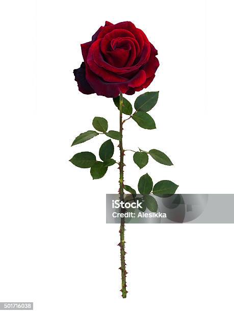 Dark Red Rose Stock Photo - Download Image Now - Rose - Flower, Thorn, Plant Stem