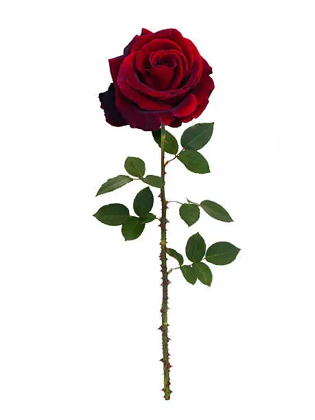 Dark red rose isolated on white background