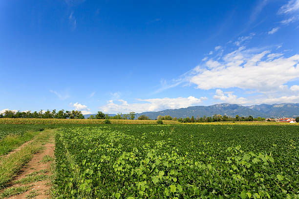 istock Agriculture, field of soybean 501717256