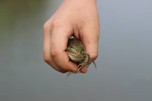 Green frog in the hand