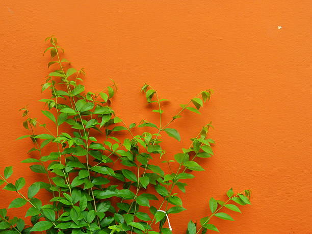 Green leaf and orange color wall background