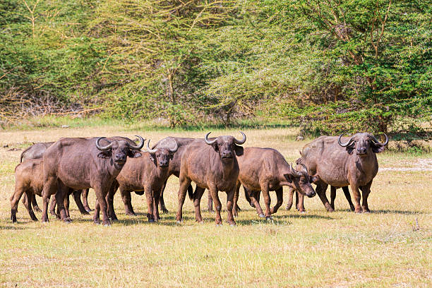 búfalos-posando - lake manyara national park - fotografias e filmes do acervo