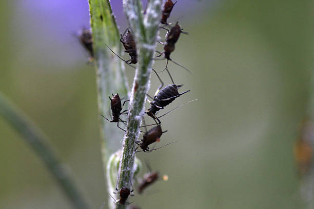 greenflies - black bean aphid 뉴스 사진 이미지