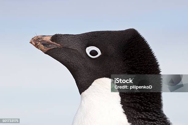 Adelie Penguin Portrait Closeup Spring Day Stock Photo - Download Image Now - Adelie Penguin, Adventure, Animal Wildlife