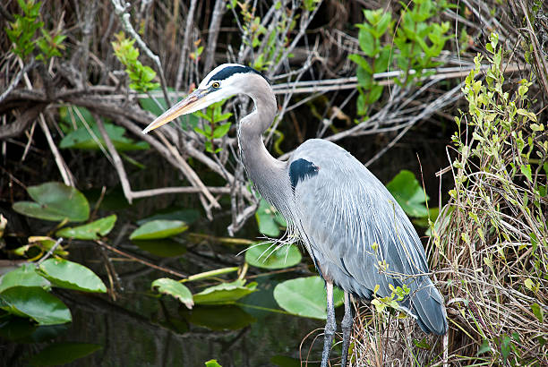 istock Great blue heron in a lily pond 501733201