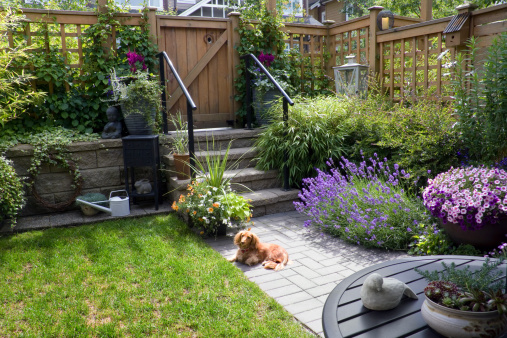 Small patio garden with a dachshund dog lying in the sun.