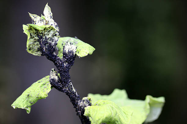 greenflies - black bean aphid 뉴스 사진 이미지