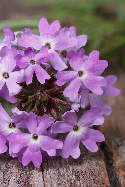istock purple flowers verbena on the table macro vertical 501733507