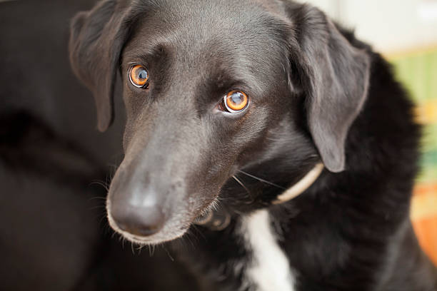 istock Black dog portrait 501733717