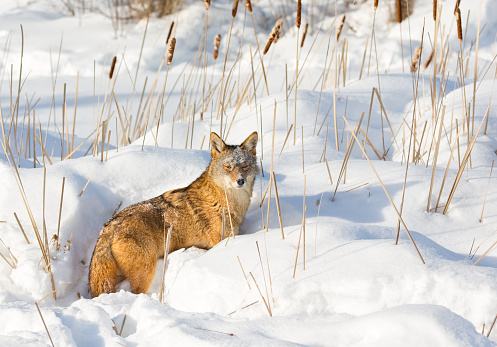 Coyote in Winter Snow  