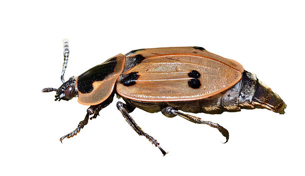 Beetle (Silphidae) A close up of the beetle (Silphidae). Isolated on white. beetle silphidae stock pictures, royalty-free photos & images