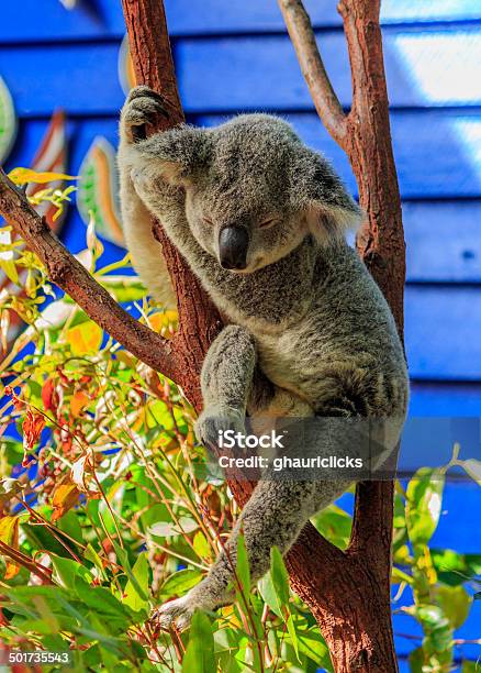 Koala Duerme Con Estilo Foto de stock y más banco de imágenes de Aire libre  - Aire libre, Animal, Animal famoso - iStock