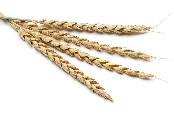 dinkel in nahaufnahme - wheat whole wheat close up corn on the cob stock-fotos und bilder