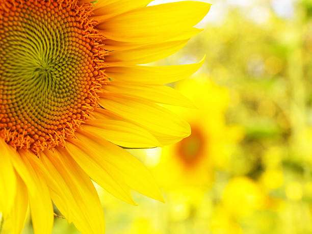 istock Sunflower detail abstract background with bokeh 501735619