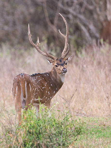 istock Male spotted deer at Yala National Park 501736353